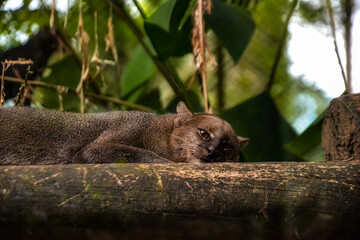 Moorish Cat (Puma yagouaroundi) 