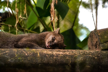 Moorish Cat (Puma yagouaroundi) 