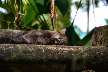 Moorish Cat (Puma yagouaroundi) 