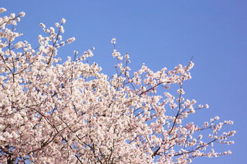 青空の中で満開の暖流桜	