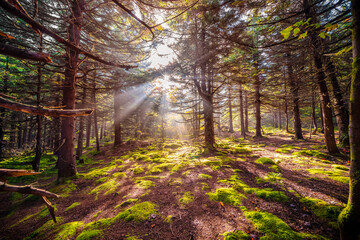 Coniferous fairy tale enchanted moss green dark forest sunrise sun rays behind through trees hope...