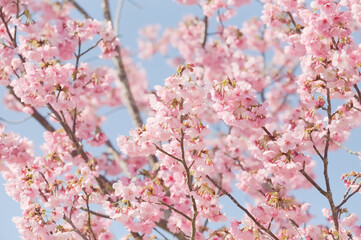 ハイキー調に写した河津桜	