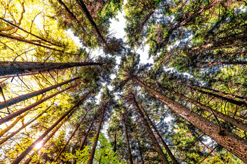 Looking up low angle view on treetop of tall virgin red spruce trees forest at Gaudineer knob Monongahela national forest Shavers Allegheny mountains with yellow sunlight sunrise morning - obrazy, fototapety, plakaty