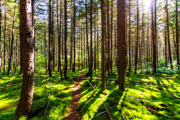 Red spruce pine trees lush green moss sun rays and footpath road at Gaudineer knob Monongahela...