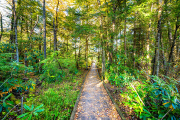 Point of view pov view in jungle pine forest path with wooden boardwalk trail in autumn fall season at sunset in Cranberry Glades Wilderness in West Virginia - obrazy, fototapety, plakaty