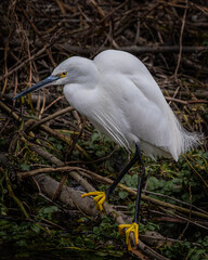 Close up of Little Egret on the River Wye in Wycombe. Nature, birds, egret