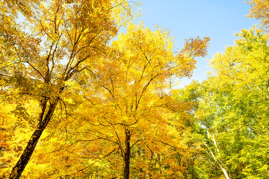 Vibrant yellow autumn foliage fall leaf color trees at Tea creek campground colorful forest trees in Marlinton, West Virginia low angle view looking up at blue sky