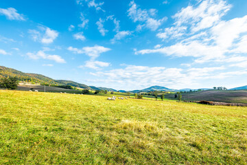 Rural countryside farm field hill sheep grazing on green grass fall autumn trees foliage mountains pastoral landscape in Blue Grass, Highland county Virginia