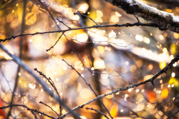 Colorful beautiful yellow autumn winter tree branch with buds in soft brown sunset or sunrise sunlight with wet water dew drops bokeh circles in Virginia closeup abstract