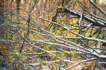 Virginia Fairfax County Sugarland Run Stream Valley trail forest tree branches fallen on ground covered frozen in early winter snow snow weather and sunset sunlight on leaves