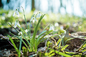 spring flowering white in sunshine, Common Snowdrop flowers with Water Drops in Spring Forest. Galanthus nivalis on banner. Easter background. Soft focus. Blurred art