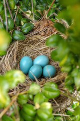 Vertical image of blue eggs of an American robin in a nest in an evergreen shrub