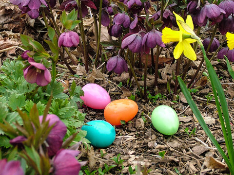 A horizontal image of colorful plastic Easter eggs nestled between spring flowers in a garden for an Easter egg hunt
