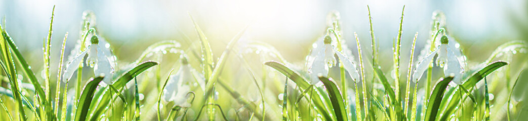 Blurred art banner spring flowering white in sunshine, Common Snowdrop flowers with Water Drops in Spring Forest. Galanthus nivalis on banner. Easter background. Soft focus.