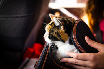 Side profile closeup of hand petting calico senior cat in portable travel carrier cage in car for adoption or health veterinarian visit for emergency
