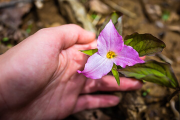 One purple pink wild trillium wildflower flower in early spring with hand touching petals macro...