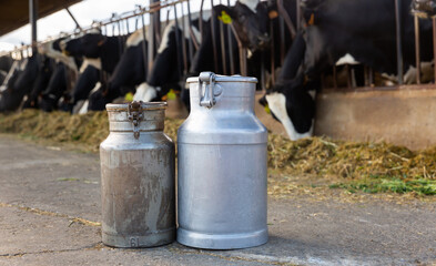 Fototapeta na wymiar Closeup of aluminum milk cans standing outdoor on dairy farm against background of cows eating hay in cowshed, selective focus
