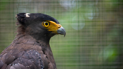 Crested serpent eagle in the city zoo
