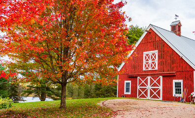 bright red barn and bright red foliage at a Maine farm
 - obrazy, fototapety, plakaty
