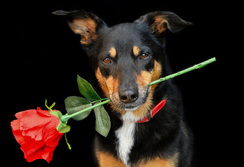 Cute black and tan Kelpie (Australian breed of sheep dog) holding a red rose in its mouth, on a black background. 