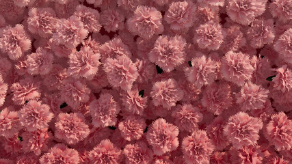 Romantic, Red Wall background with Carnations. Elegant, Floral Wallpaper with Bright, Beautiful flowers. 3D Render