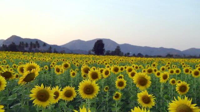 Beautiful sunflower flower blooming in sunflower field at Lop buri province, THAILAND. organic farm and agriculture product concept