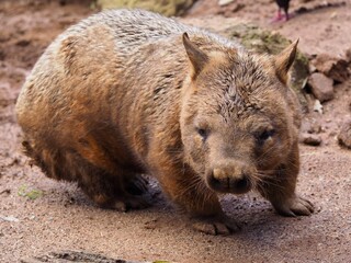 Active burly Southern Hairy-nosed Wombat with a powerful physique. 