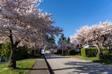 Residential area row of cherry blossom trees in beautiful full bloom in springtime. McKay Ave, South Slope, Burnaby, BC, Canada.