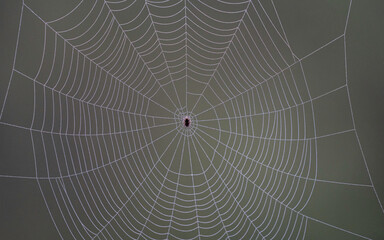 spiderweb close up