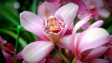 Obraz na płótnie Canvas Orchid Flower