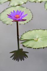 The purple lotus was in full bloom in the water.