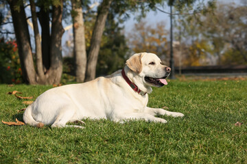 Yellow Labrador lying in park on sunny day