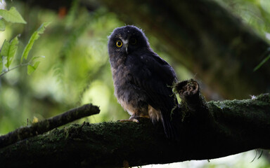 New Zealand Owl 