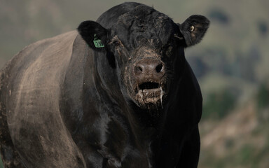 Angus Bull