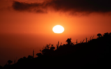 Fototapeta na wymiar Sunset silhouette forest
