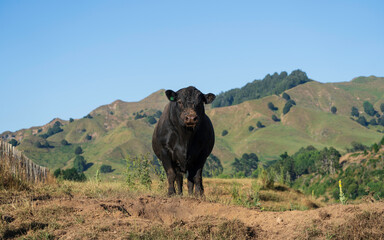 Angus Bull New Zealand