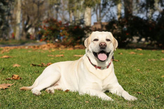 Yellow Labrador lying in park on sunny day