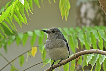 Magpie