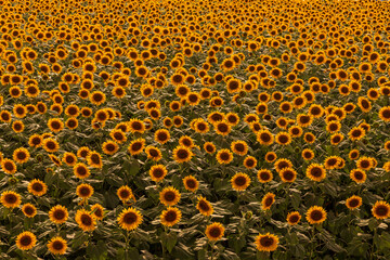 明野のひまわり畑