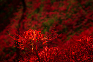 栃木県城山公園の彼岸花