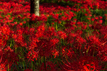 栃木県城山公園の彼岸花