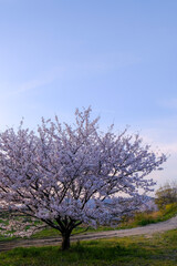 Obraz na płótnie Canvas tree in bloom
