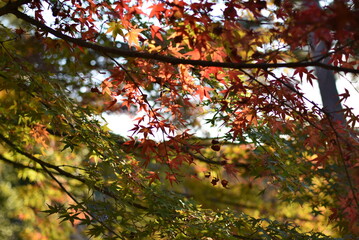 紅葉