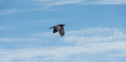 Birds in flight on the Pacific Coast at Sea Ranch, CA