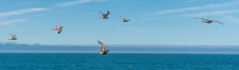 Birds in flight on the Pacific Coast at Sea Ranch, CA