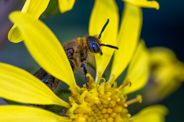 bee on flower