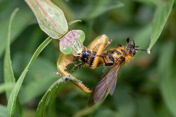 bee on a flower