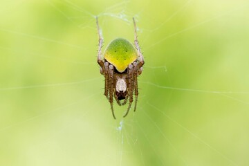 spider on a web