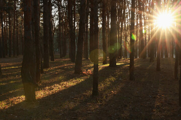 Fototapeta premium Beautiful view of sun shining through trees in conifer forest at sunset