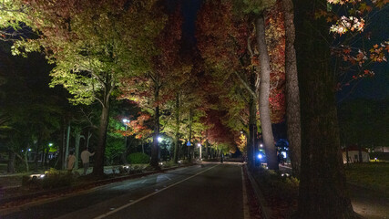 金沢 紅葉 並木道